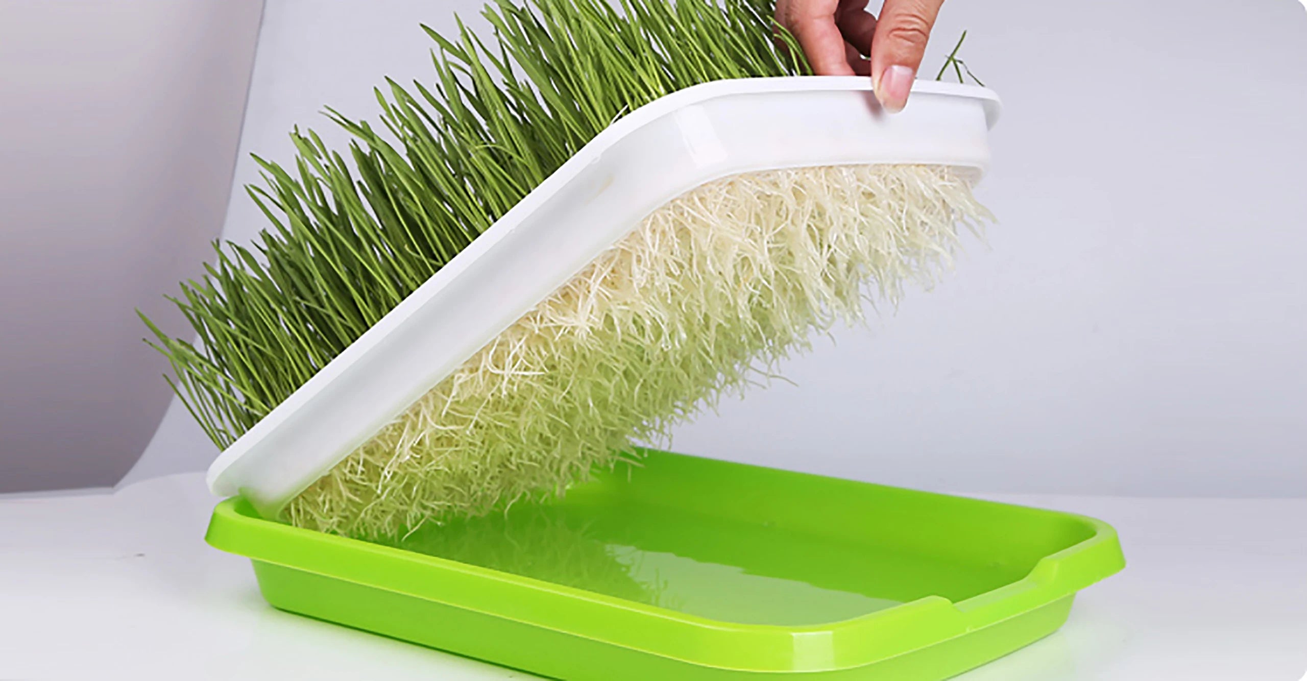 Sprouting Tray Box Pea Bean Wheat Cat Grass Seedling Germination Planting Soilless Hydroponics Nursery Plate Seed Sprouter