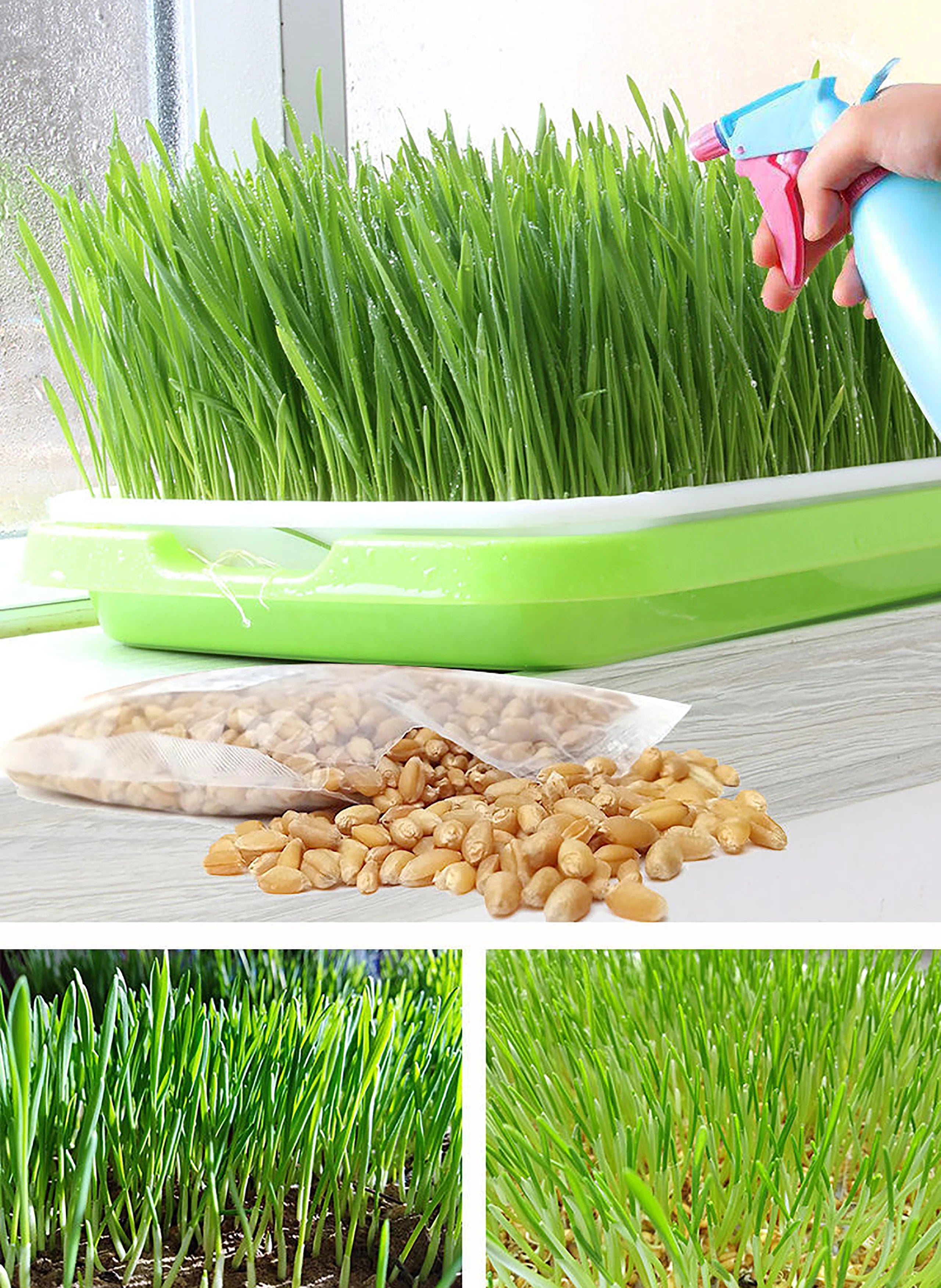 Sprouting Tray Box Pea Bean Wheat Cat Grass Seedling Germination Planting Soilless Hydroponics Nursery Plate Seed Sprouter