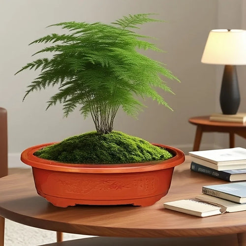 2 large oval plastic flower pots for indoor plant cultivation. Decorative flower pots for indoor plants.
