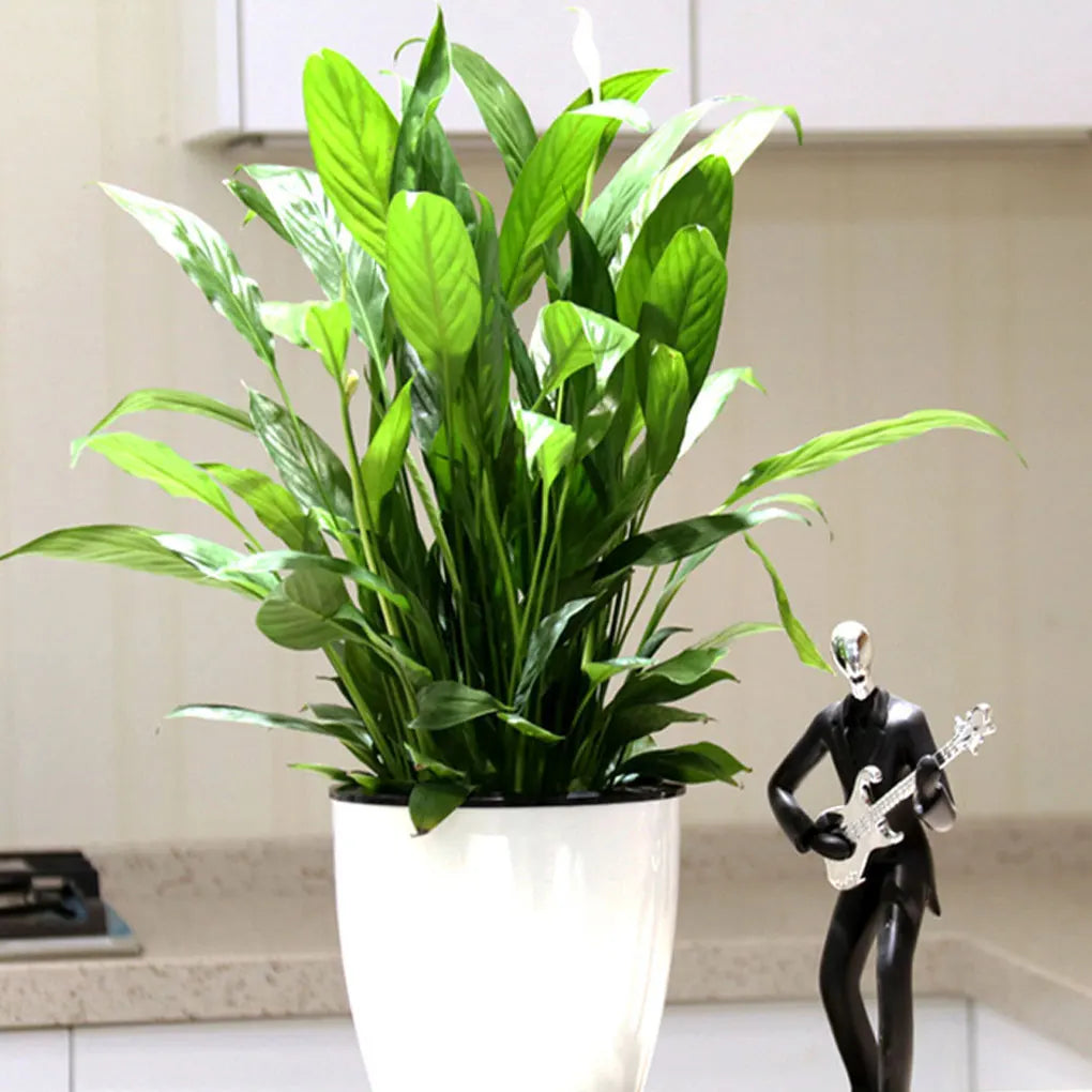 Easy To Maintain Self Watering Plant Pot For Herbs And Vegetables Flowers Flower Pots Durable