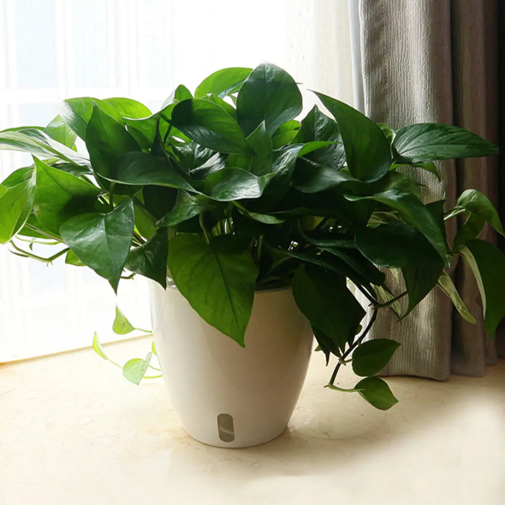 Easy To Maintain Self Watering Plant Pot For Herbs And Vegetables Flowers Flower Pots Durable